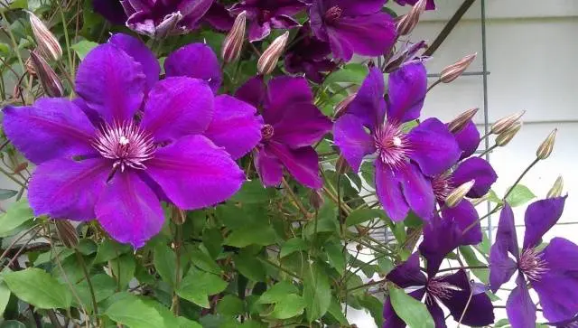 The best varieties of clematis for Siberia