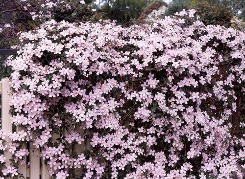 The best varieties of clematis for Siberia