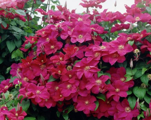 The best varieties of clematis for Siberia