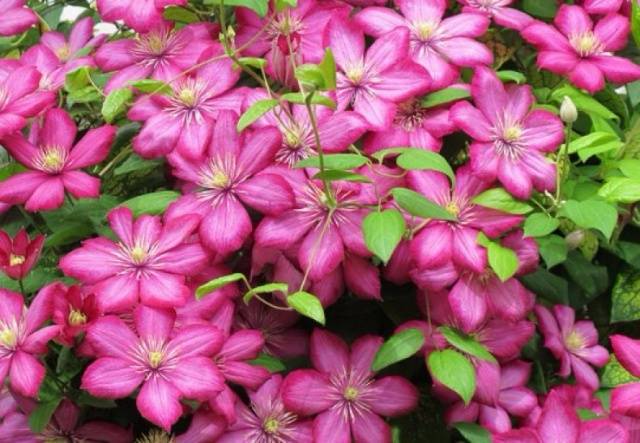 The best varieties of clematis for Siberia