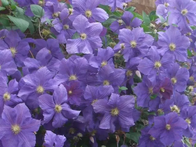 The best varieties of clematis for Siberia