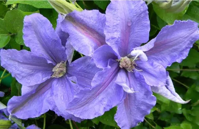 The best varieties of clematis for Siberia