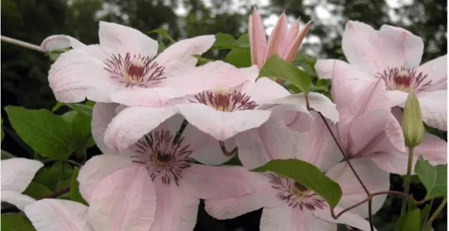 The best varieties of clematis for Siberia