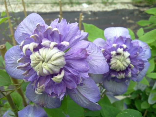 The best varieties of clematis for Siberia