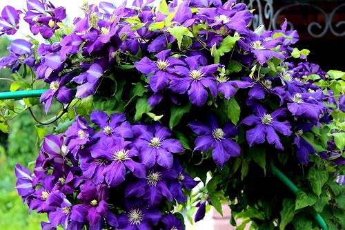 The best varieties of clematis for Siberia