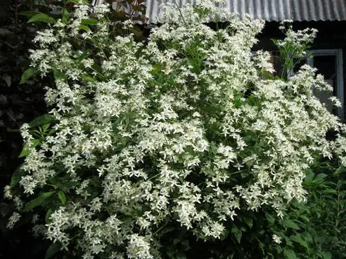 The best varieties of clematis for Siberia