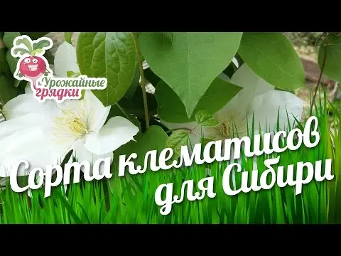 The best varieties of clematis for Siberia