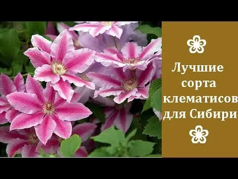 The best varieties of clematis for Siberia