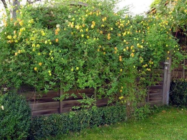 The best varieties of clematis for Siberia