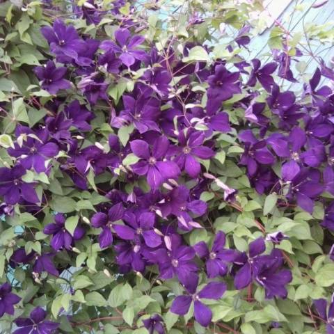 The best varieties of clematis for Siberia