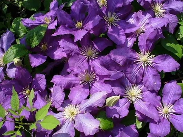 The best varieties of clematis for Siberia