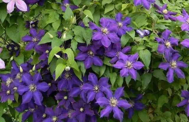 The best varieties of clematis for Siberia