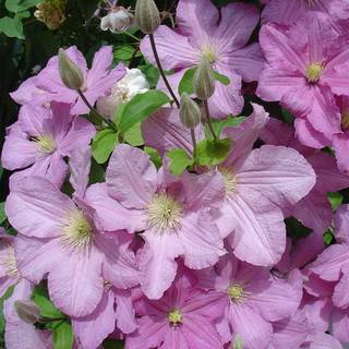 The best varieties of clematis for Siberia