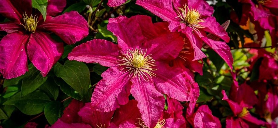 The best varieties of clematis for Siberia