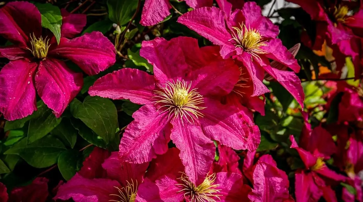 The best varieties of clematis for Siberia