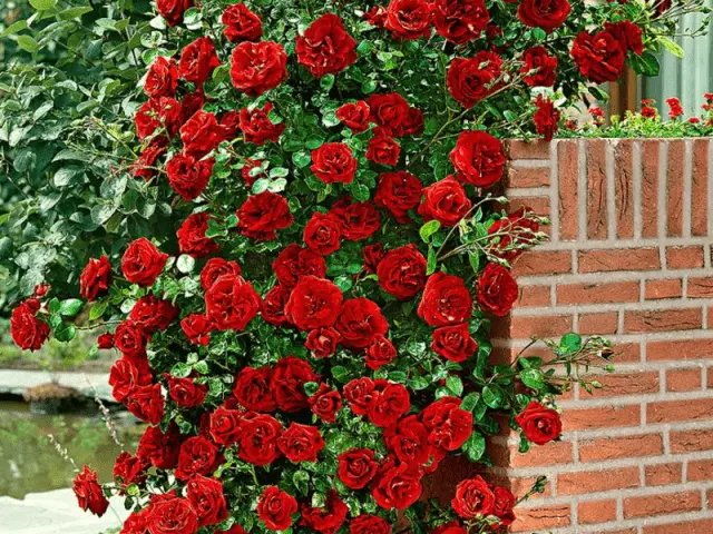 The best varieties of climbing roses: description + photo