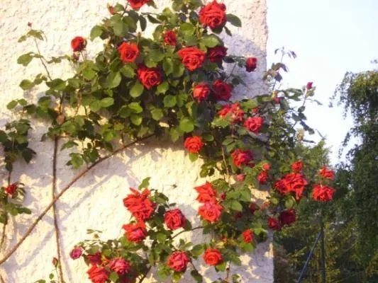 The best varieties of climbing roses: description + photo