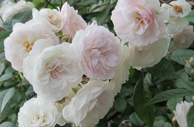 The best varieties of climbing roses: description + photo