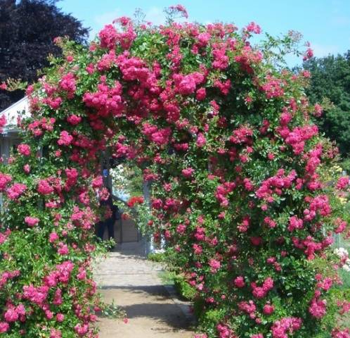 The best varieties of climbing roses: description + photo