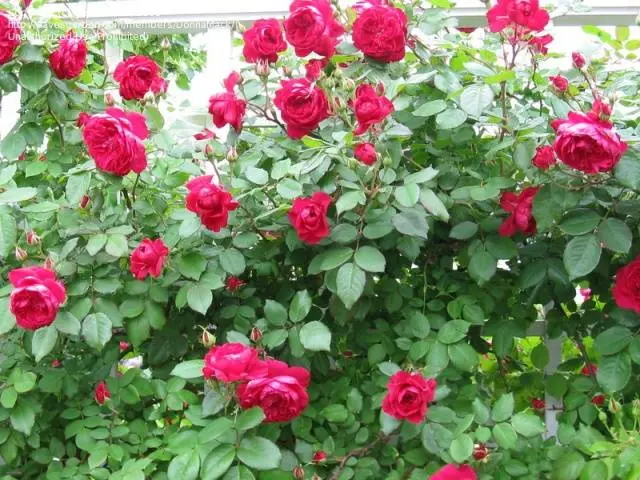 The best varieties of climbing roses: description + photo