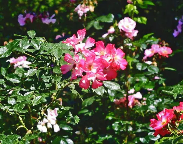 The best varieties of climbing roses: description + photo