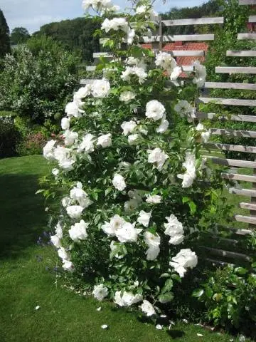 The best varieties of climbing roses: description + photo