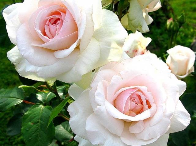 The best varieties of climbing roses: description + photo