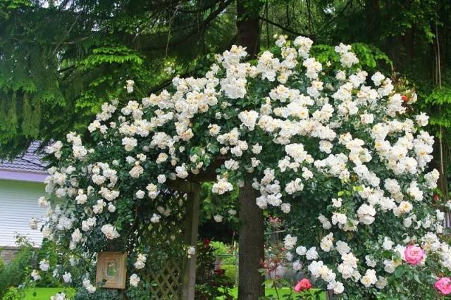 The best varieties of climbing roses: description + photo