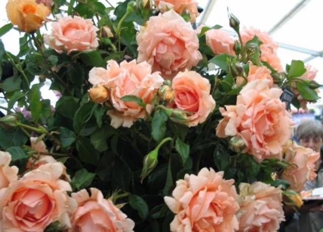 The best varieties of climbing roses: description + photo