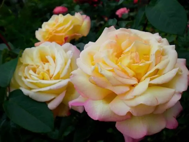 The best varieties of climbing roses: description + photo