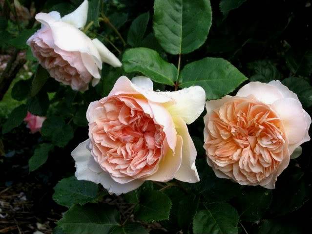 The best varieties of climbing roses: description + photo