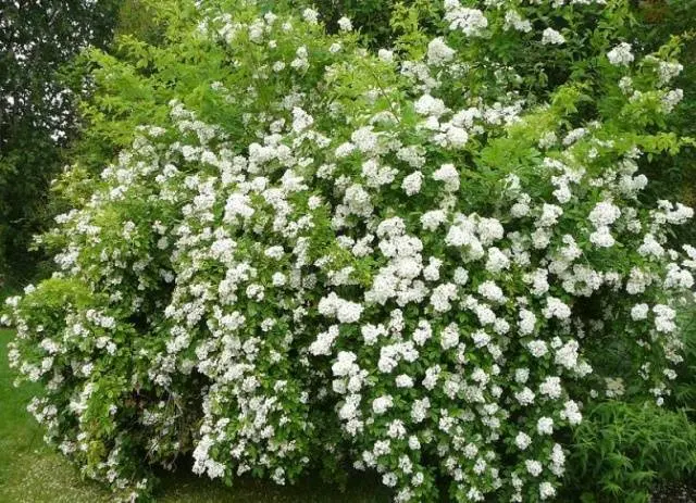 The best varieties of climbing roses: description + photo