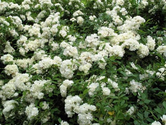 The best varieties of climbing roses: description + photo