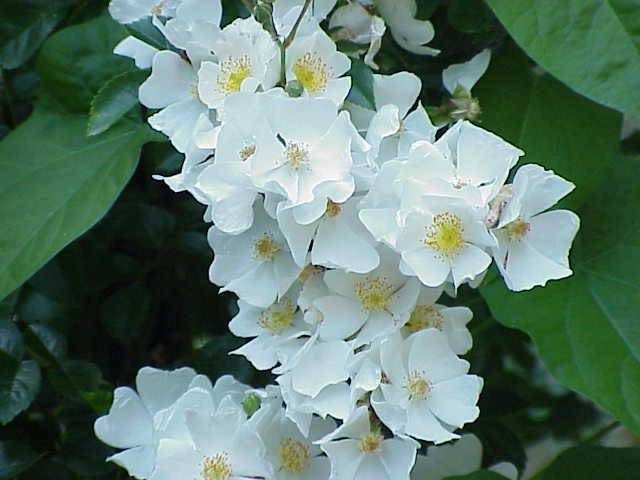 The best varieties of climbing roses: description + photo