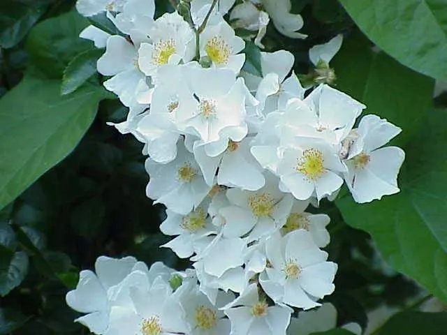 The best varieties of climbing roses: description + photo