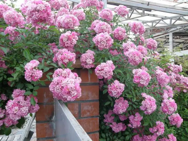 The best varieties of climbing roses: description + photo