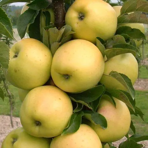 The best varieties of columnar apple trees for central Our Country