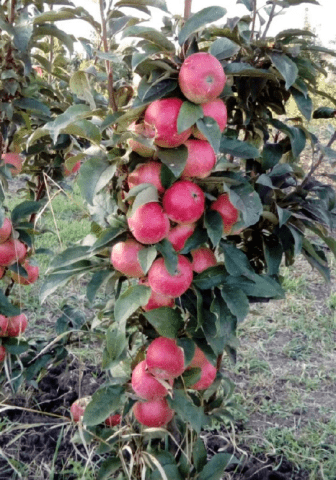 The best varieties of columnar apple trees for central Our Country