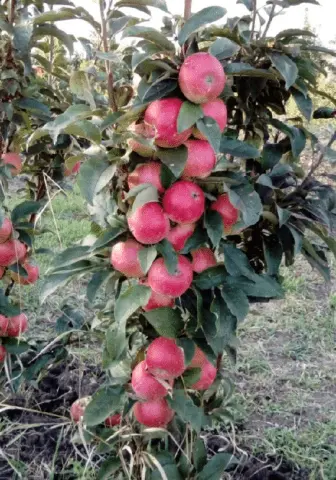 The best varieties of columnar apple trees for central Our Country