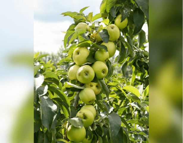 The best varieties of columnar apple trees for central Our Country