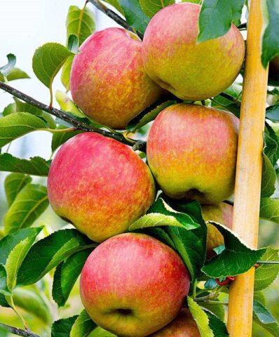 The best varieties of columnar apple trees for central Our Country