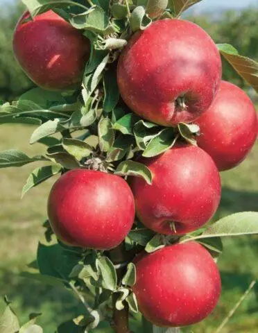 The best varieties of columnar apple trees for central Our Country