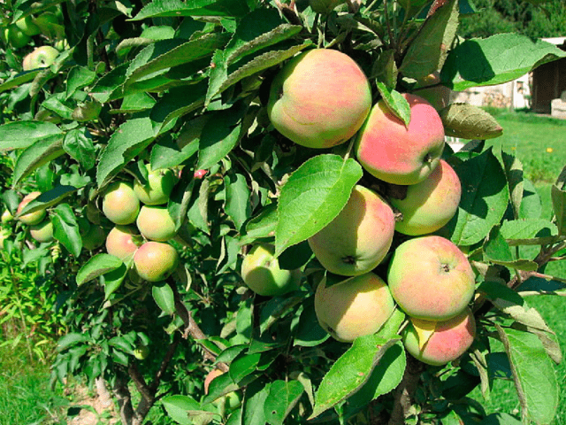 The best varieties of columnar apple trees for central Our Country