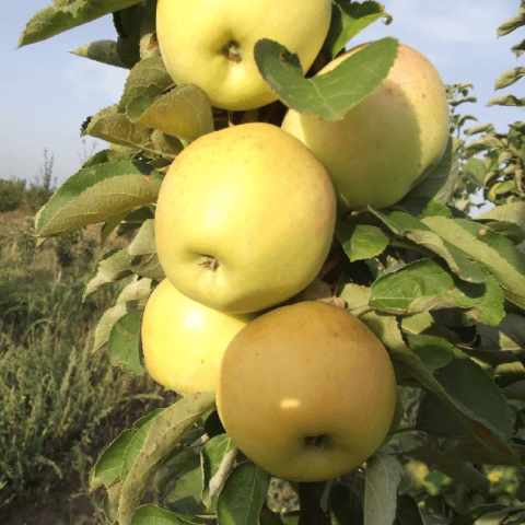 The best varieties of columnar apple trees for central Our Country