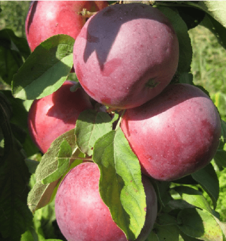 The best varieties of columnar apple trees for central Our Country