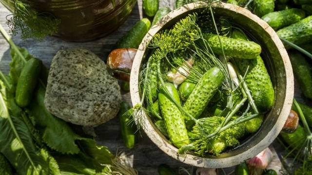 The best varieties of cucumbers for canning and pickling