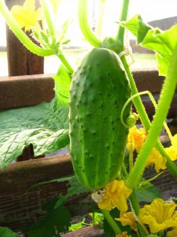 The best varieties of cucumbers for canning and pickling