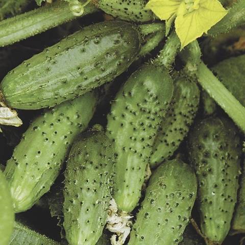 The best varieties of cucumbers for canning and pickling