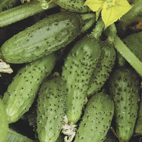 The best varieties of cucumbers for canning and pickling