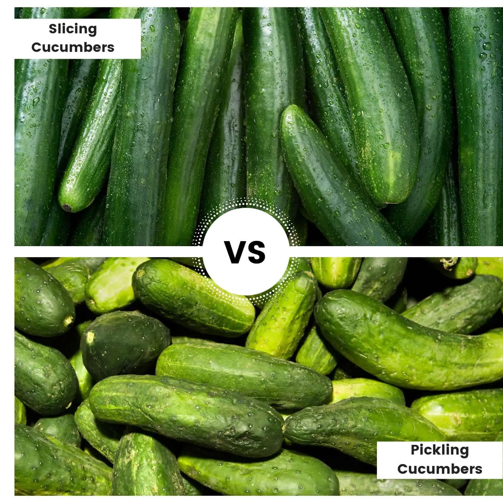 The best varieties of cucumbers for canning and pickling